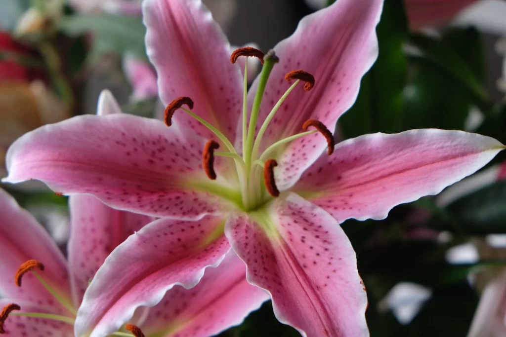 Pink Lily Flower Petals Speckled Stamens Close Up