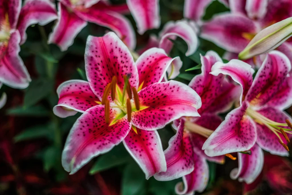 Pink Lily Flower Spotted Petals Trumpet-shaped Blooms