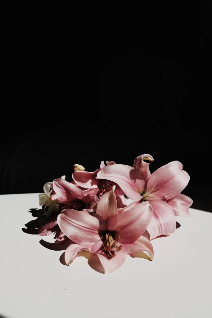 Pink Lily Flower Trumpet-shaped Blooms Petals