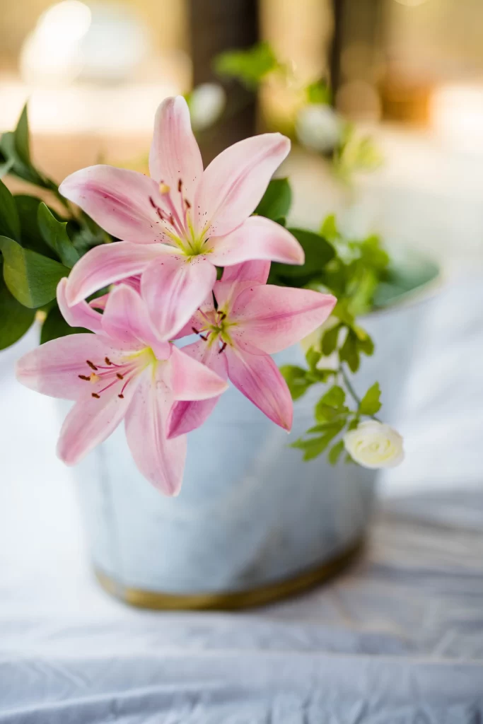 Pink Lily Flower Trumpet Shaped Blooms Close Up