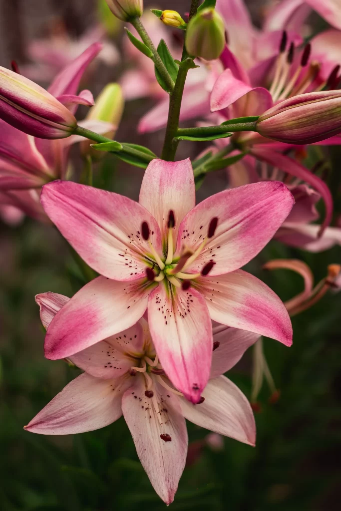 Pink Lily Flower Trumpet Shaped Blooms Close Up Garden Blooming