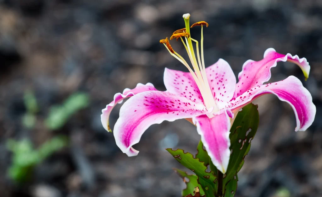 Pink Lily Flower Trumpet-shaped Blooms Petals Speckled
