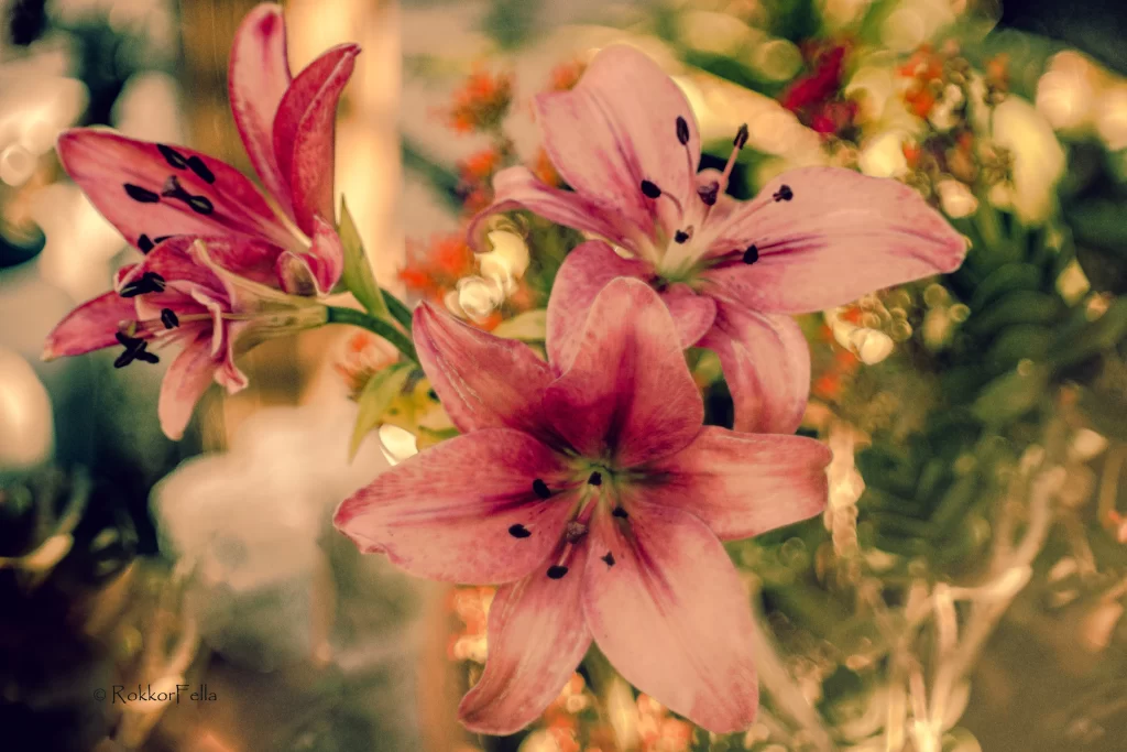 Pink Lily Flower Trumpet-shaped Blooms Close Up Macro