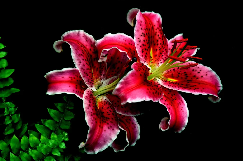 Pink Lily Flower Trumpet Shaped Blooms Speckled Petals