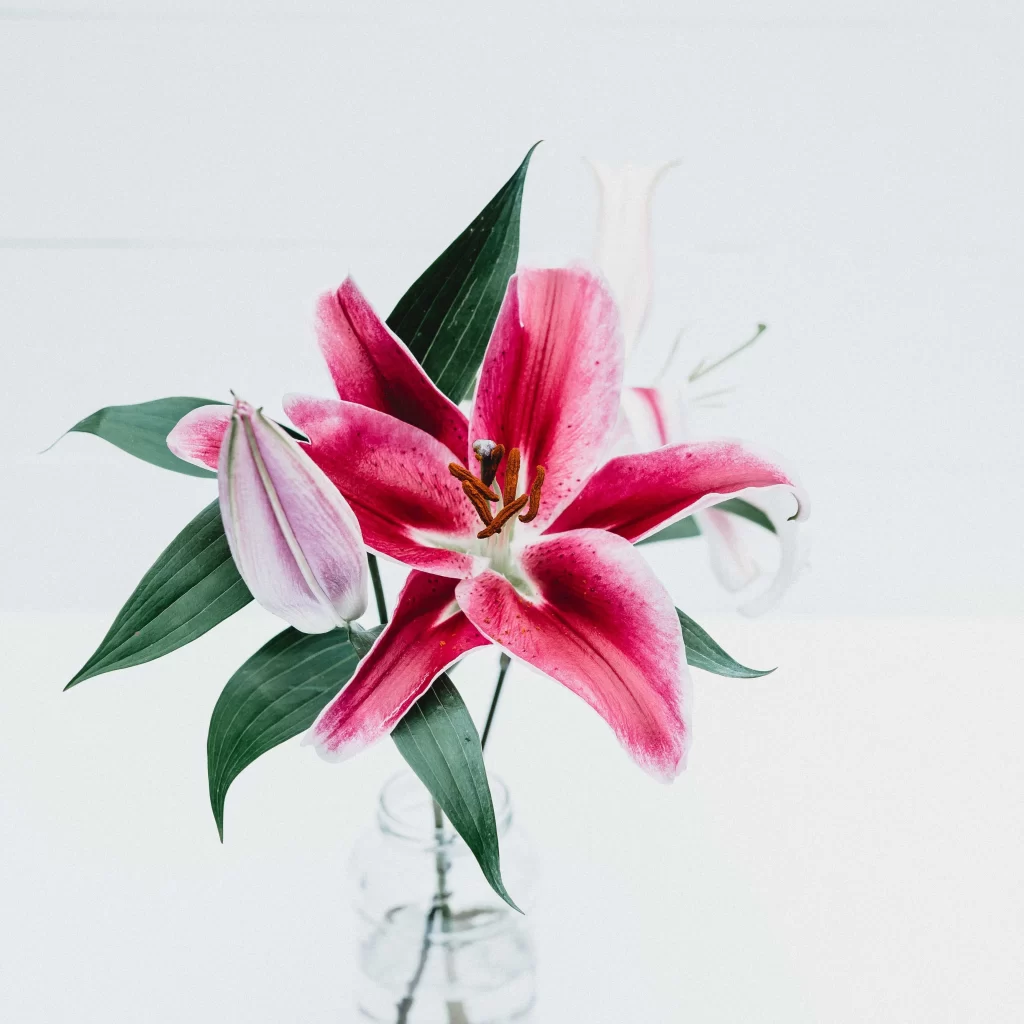 Pink Lily Trumpet-shaped Blooms Petals Green Leaves
