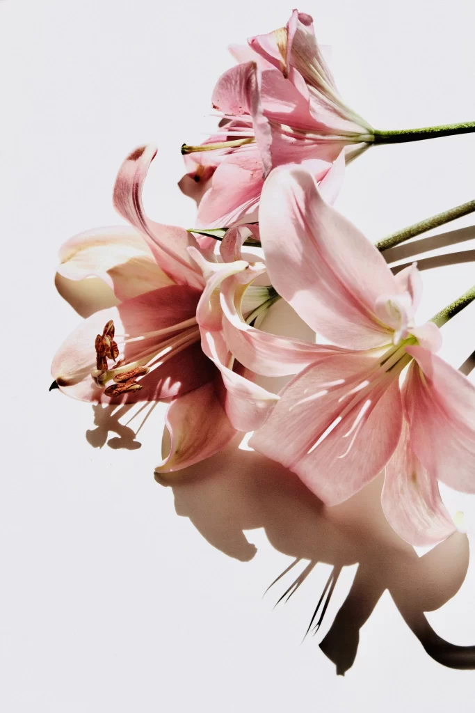 Pink Lily Trumpet Shaped Blooms Petals Stamen