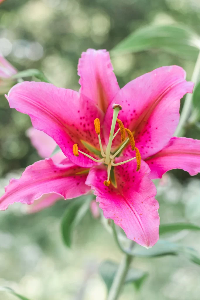 Pink Lily Trumpet Shaped Blooms Petals Yellow Stamens