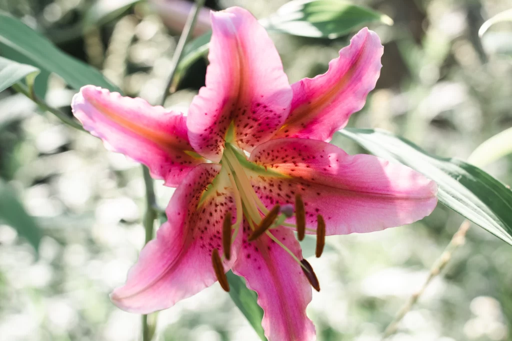 Pink Lily Trumpet Shaped Blooms Petals Speckled Spots