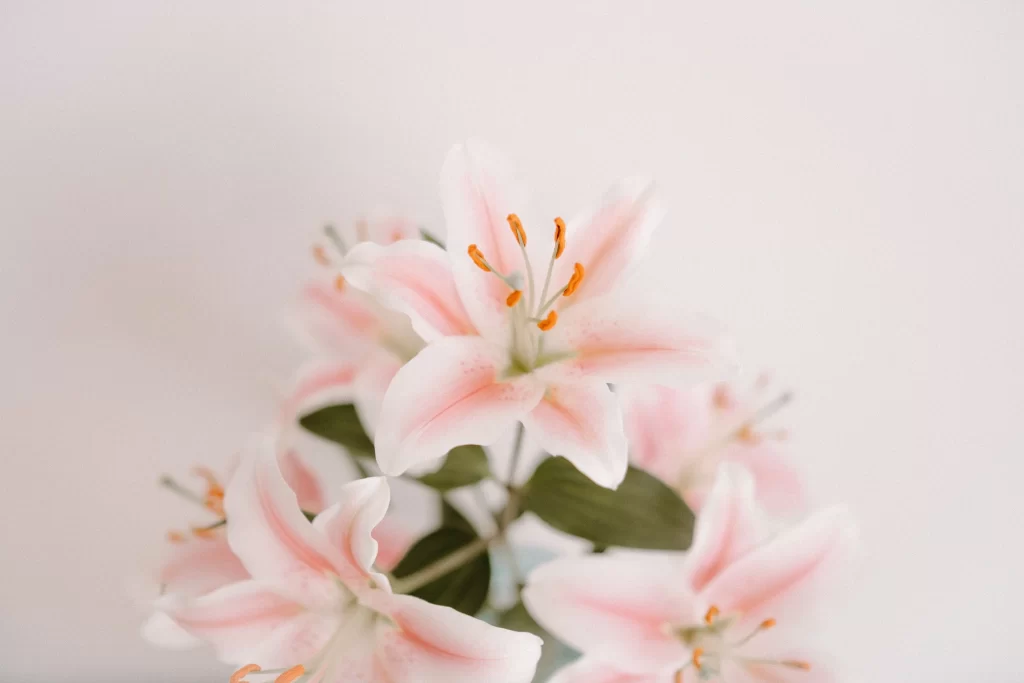 Pink Lily Trumpet Shaped Blooms Close Up gray Petals
