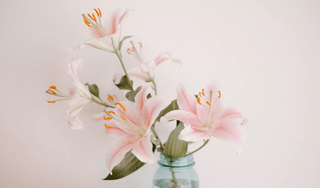 Pink Lily Trumpet-shaped Blooms Orange Stamen Green Leaves