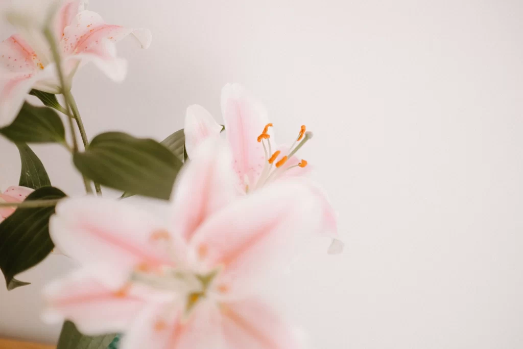 Pink Lily Trumpet Shaped Blooms Close Up gray Petals