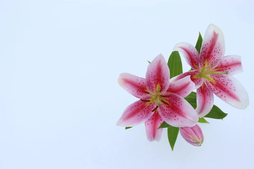 Pink Lily Trumpet Shaped Blooms Speckled Petals Green Leaves