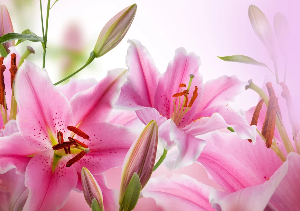 Pink Lily Trumpet-shaped Blooms Close Up Garden Blooming
