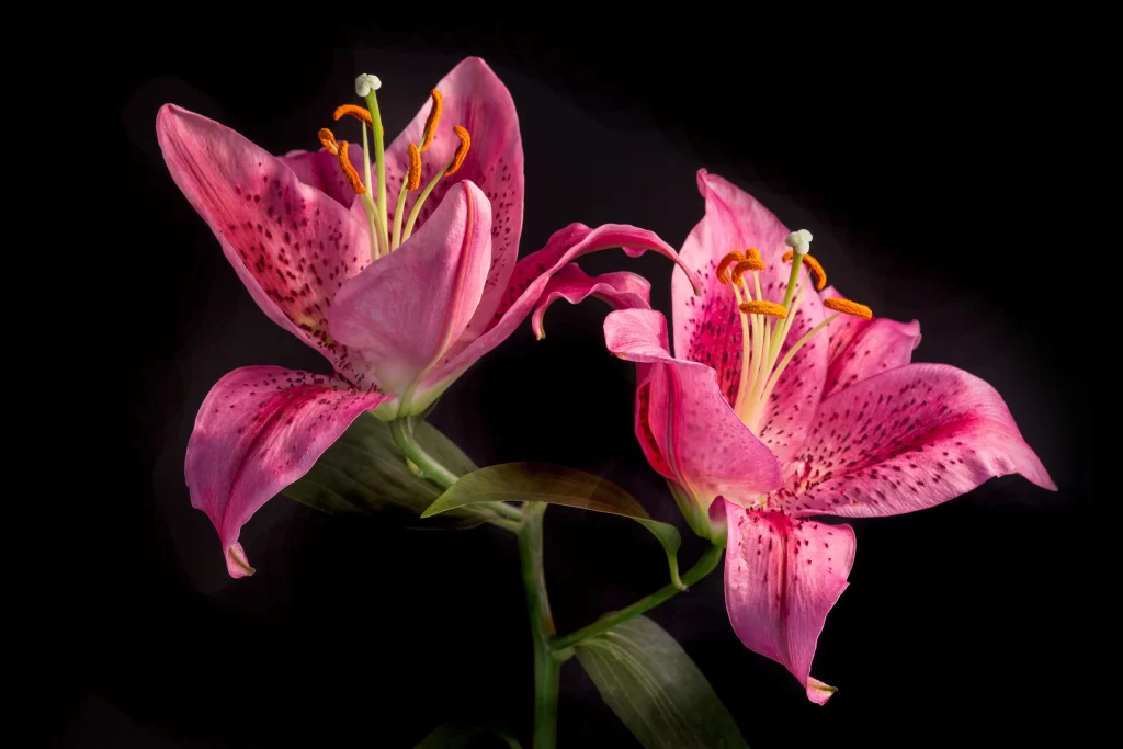 Pink Lily Trumpet Shaped Blooms Speckled Petals Orange Stamens