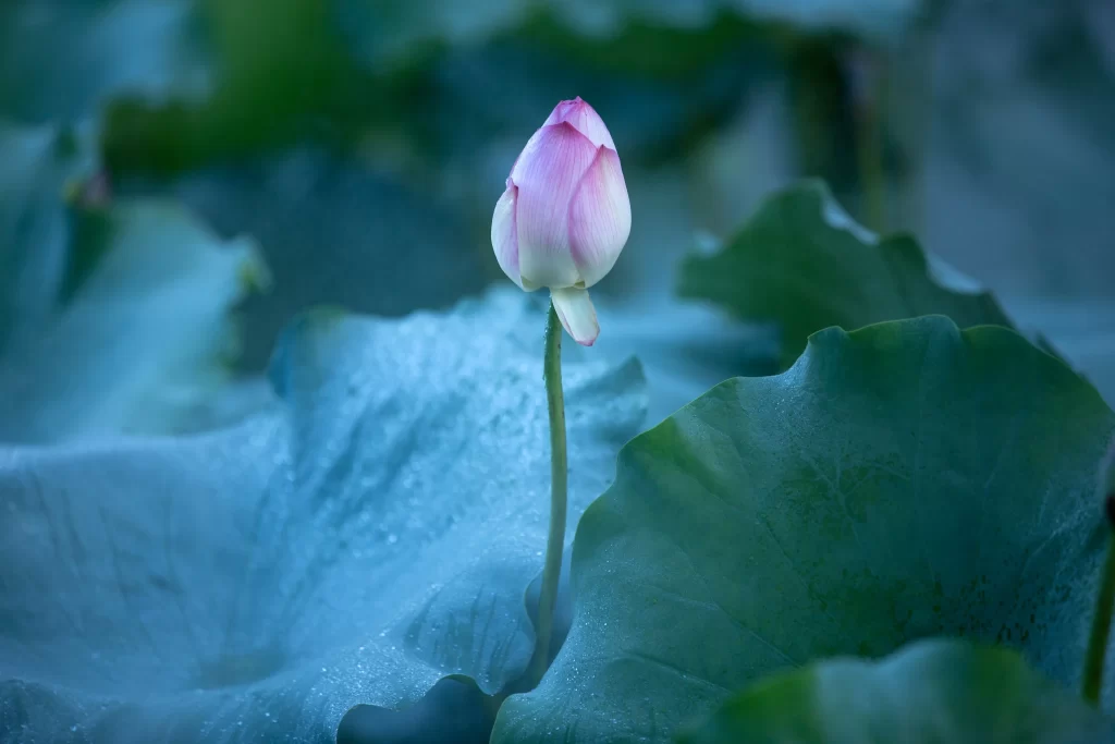 Pink Lotus Bud Green Leaves Dewdrops