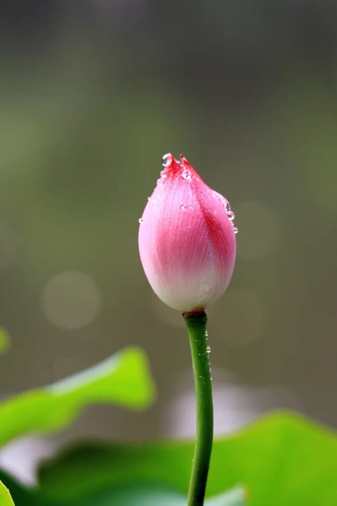 Pink Lotus Bud Green Leaves Nature