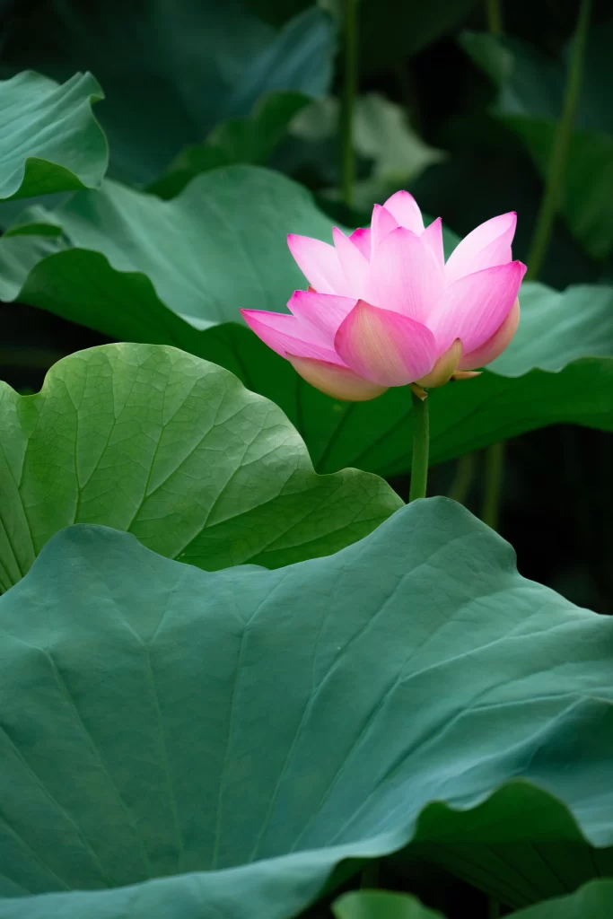 Pink Lotus Flower Green cool Leaf