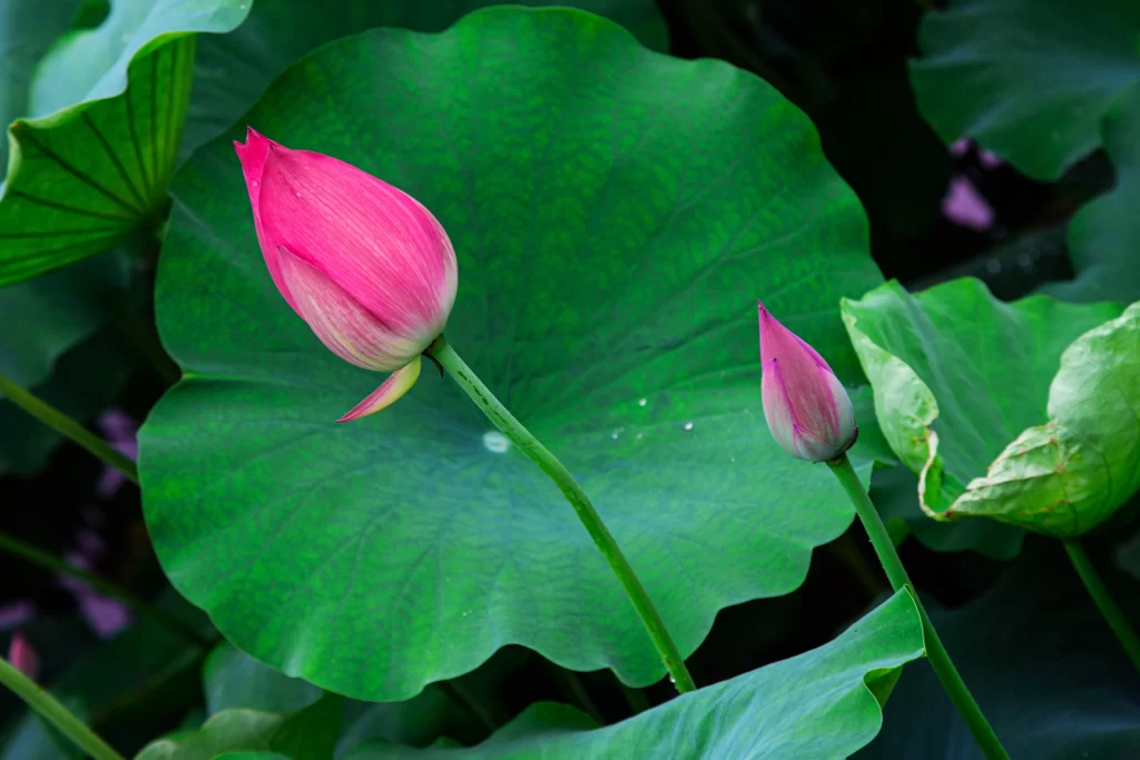 Pink Lotus Flower Green cool Leaf