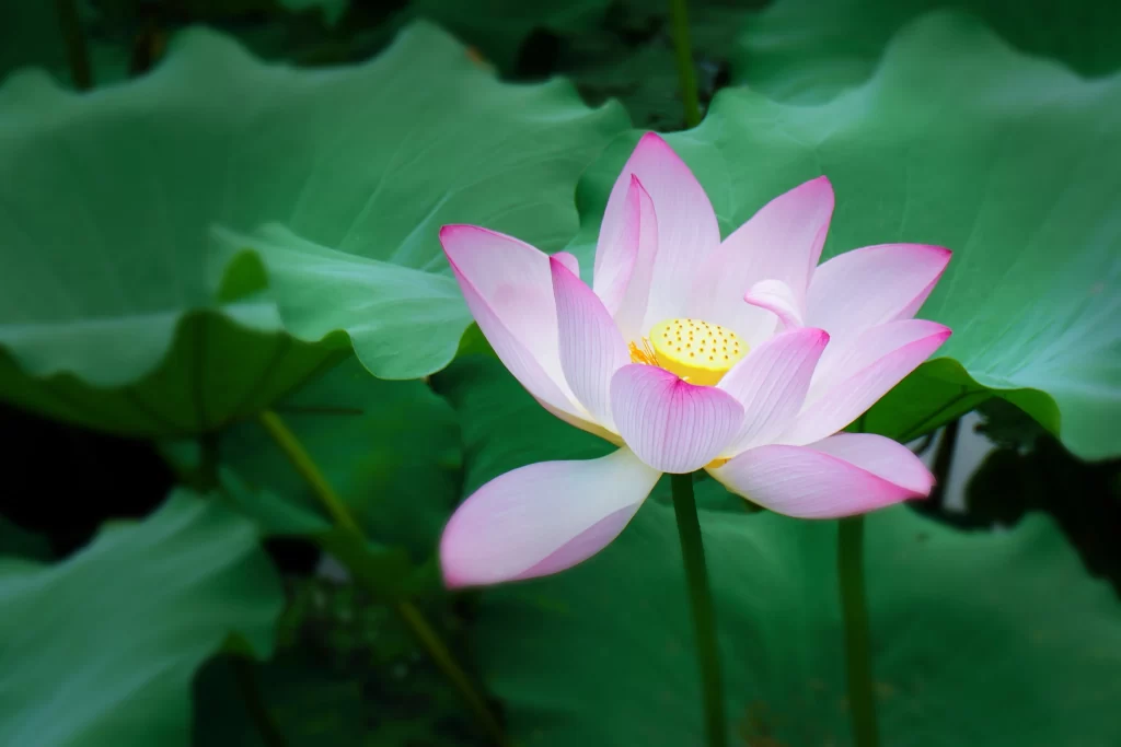 Pink Lotus Flower Green cool Leaf