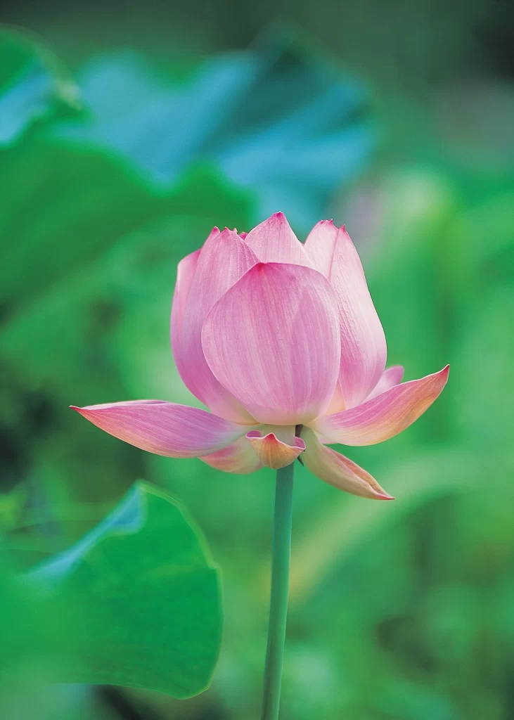Pink Lotus Flower Green cool Leaf
