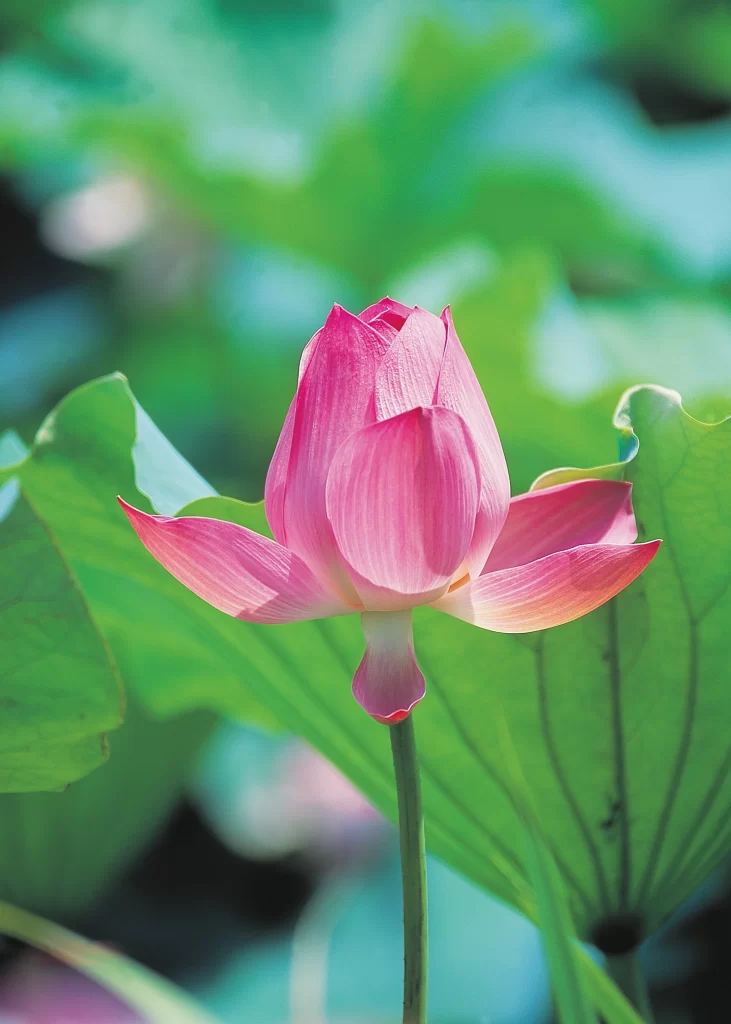 Pink Lotus Flower Green cool Leaf