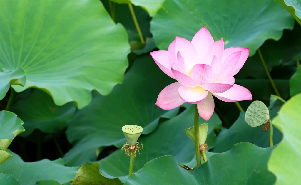Pink Lotus Flower Green cool Leaf