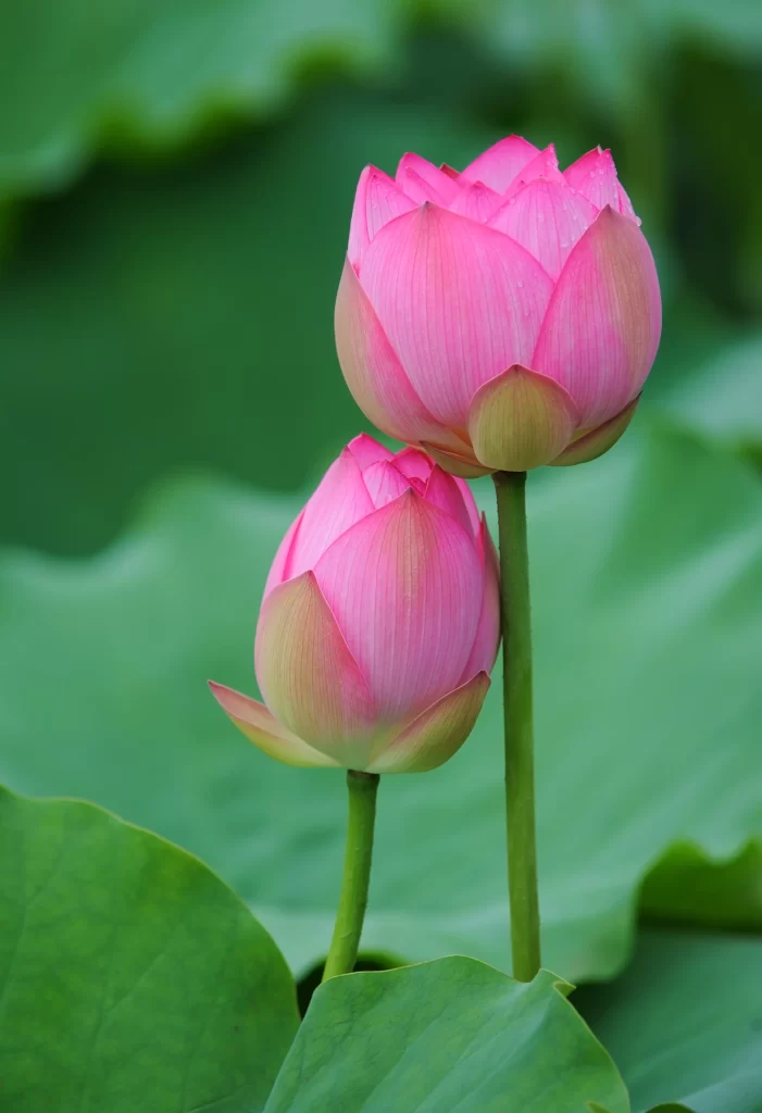 Pink Lotus Flower Green cool Leaf