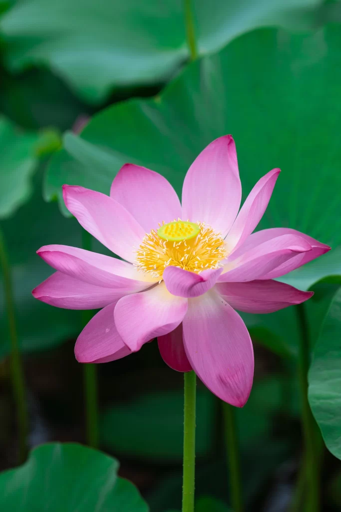 Pink Lotus Flower Green cool Leaf