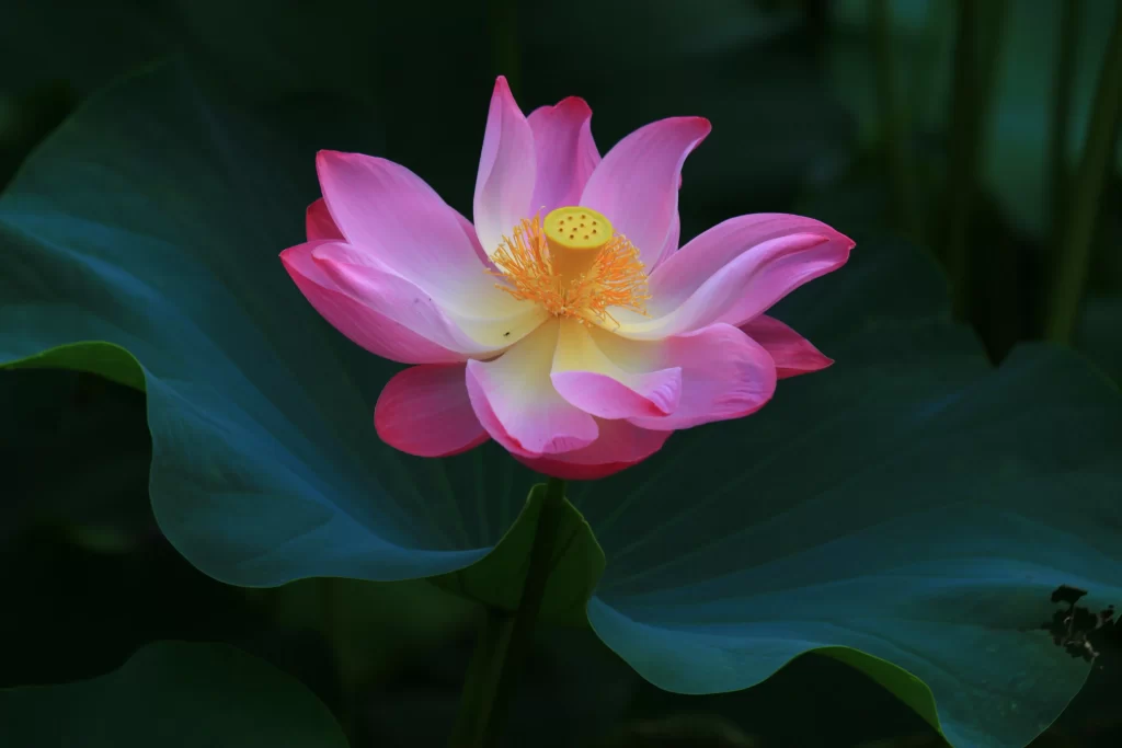 Pink Lotus Flower Green dark Leaf