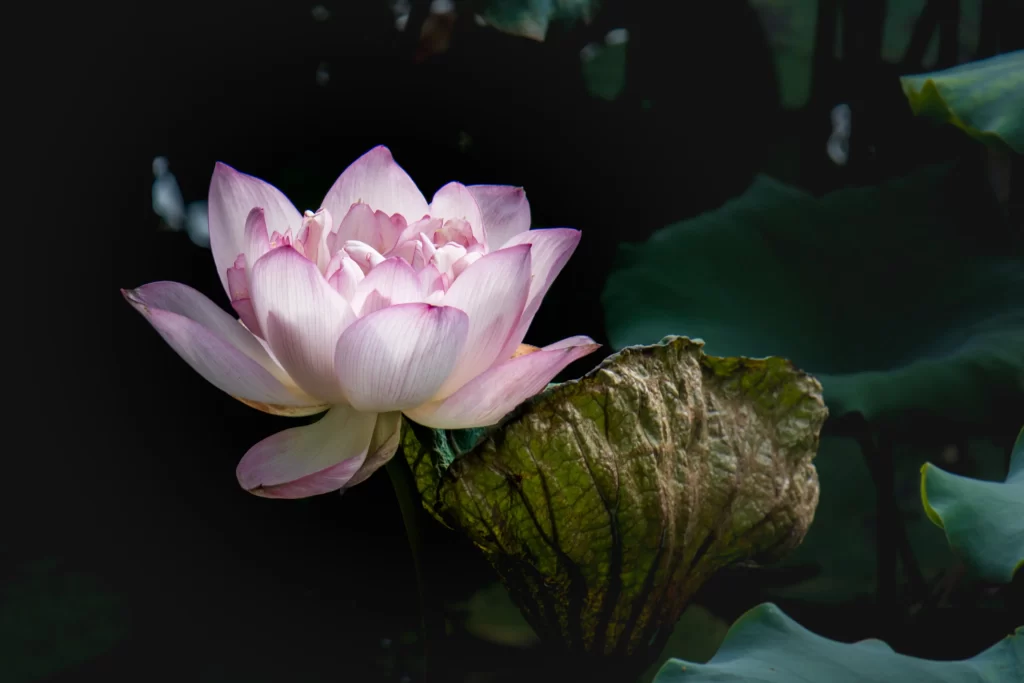 Pink Lotus Flower Green dark Leaf