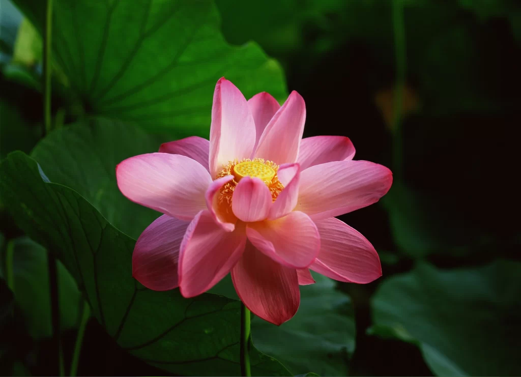 Pink Lotus Flower Green dark Leaf