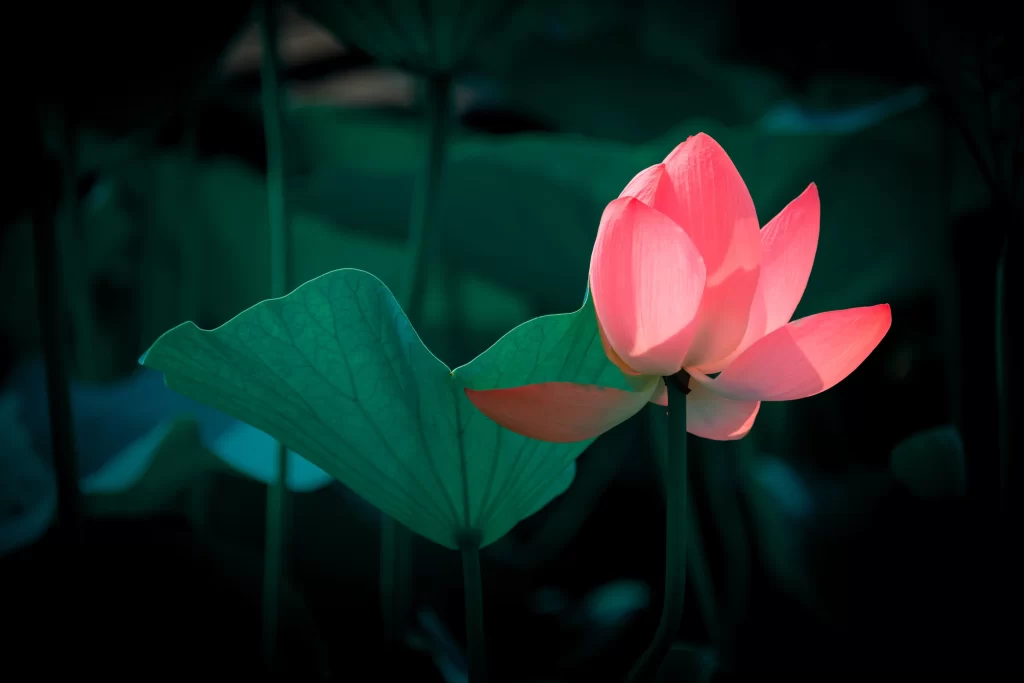 Pink Lotus Flower Green dark Leaf