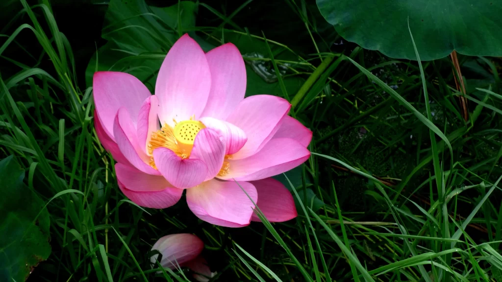Pink Lotus Flower Green dark Leaf