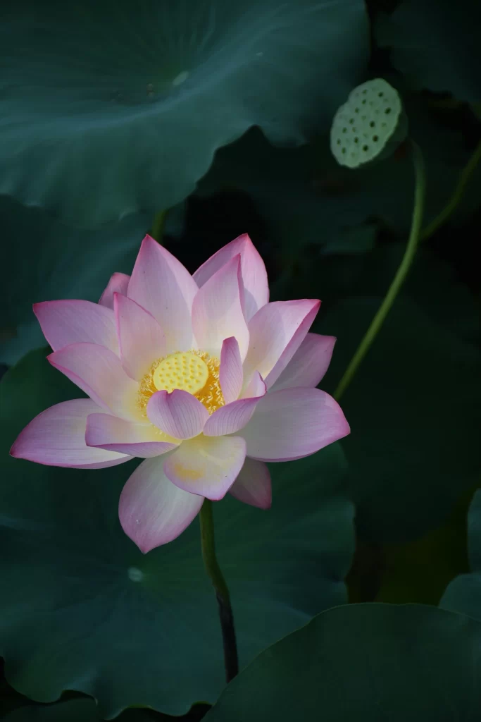 Pink Lotus Flower Green dark Leaf
