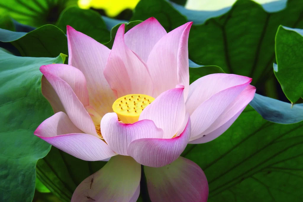 Pink Lotus Flower Green gray Leaf