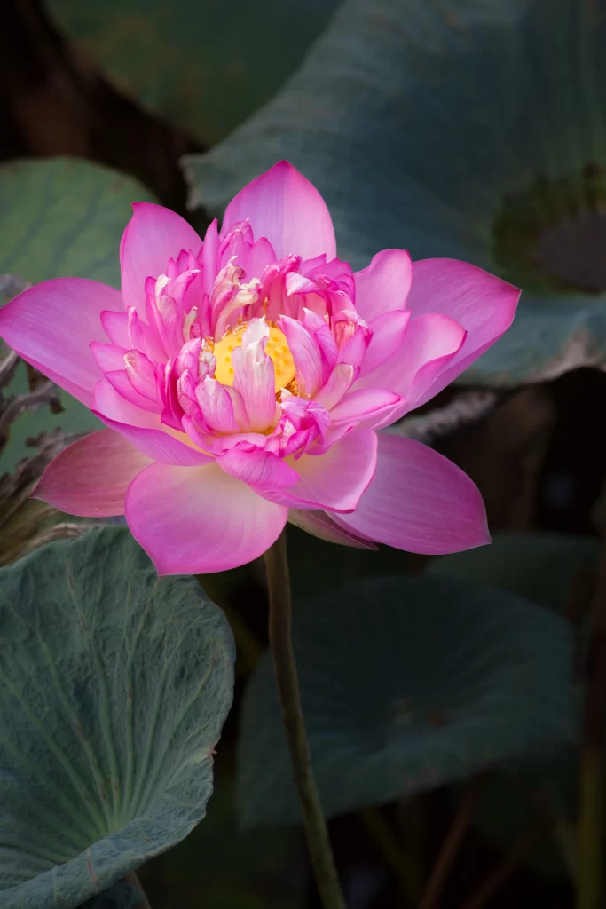 Pink Lotus Flower Green gray Leaf