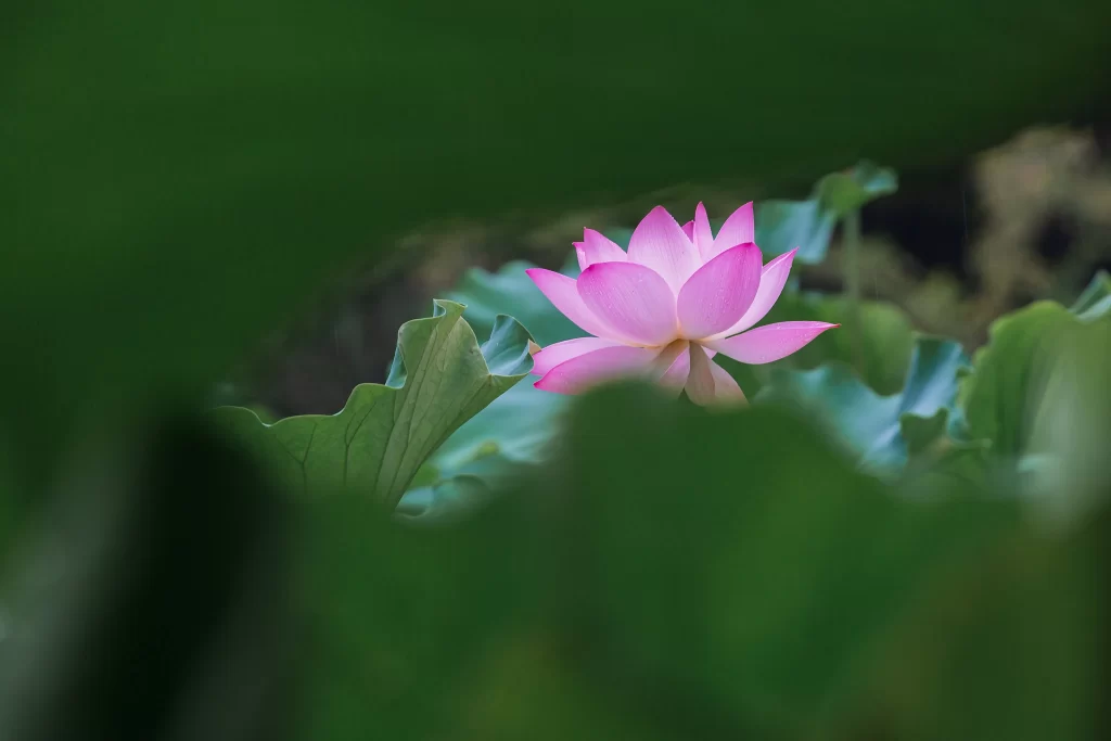Pink Lotus Flower Green gray Leaf