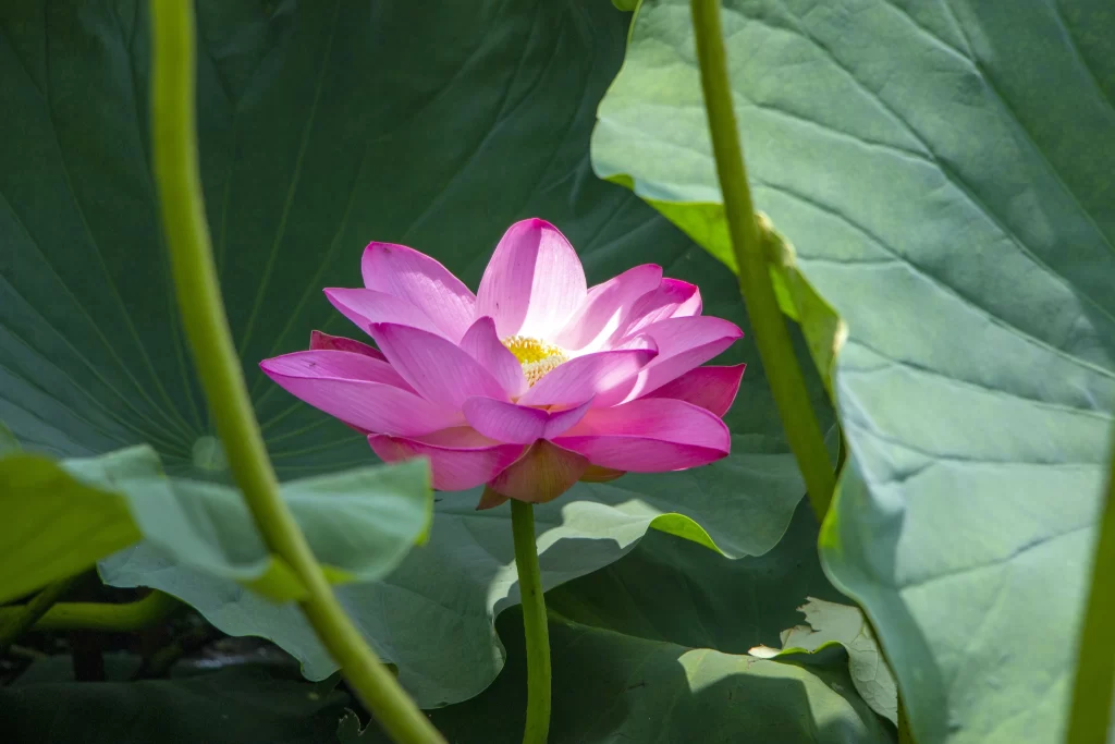 Pink Lotus Flower Green gray Leaf