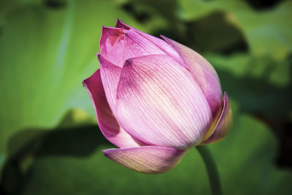 Pink Lotus Flower Green gray Leaf