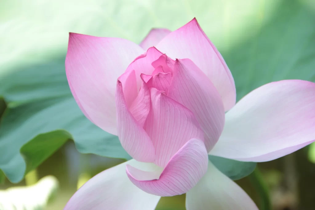 Pink Lotus Flower Green gray Leaf