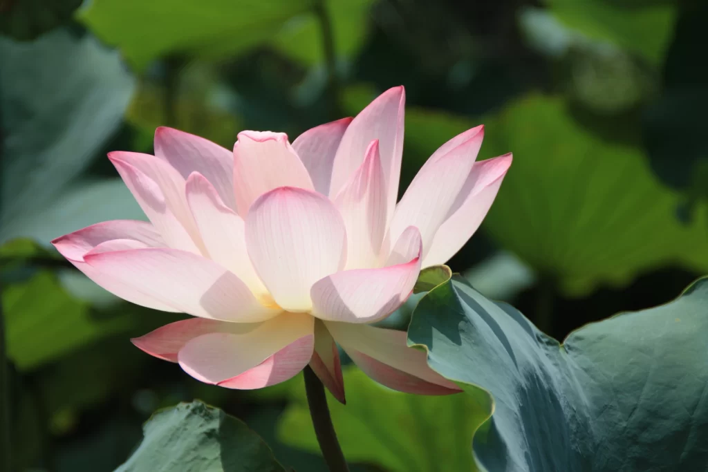 Pink Lotus Flower Green gray Leaf