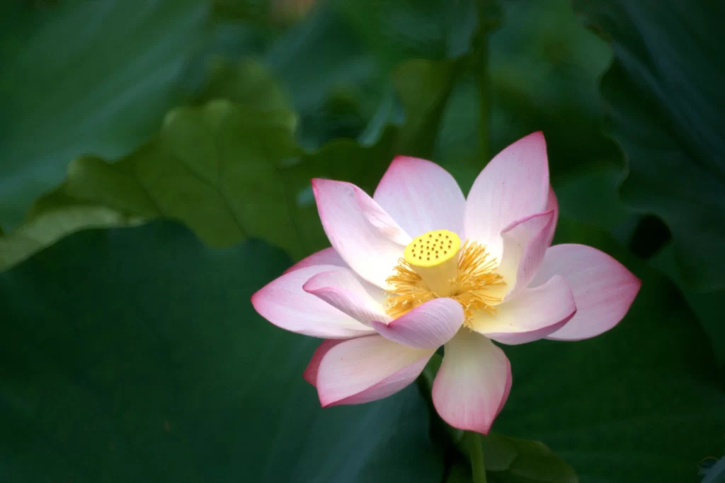 Pink Lotus Flower Green gray Leaf