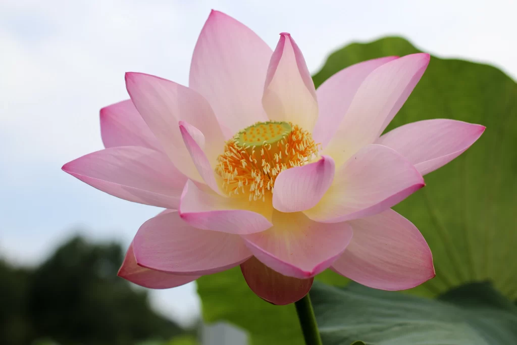 Pink Lotus Flower Green gray Leaf