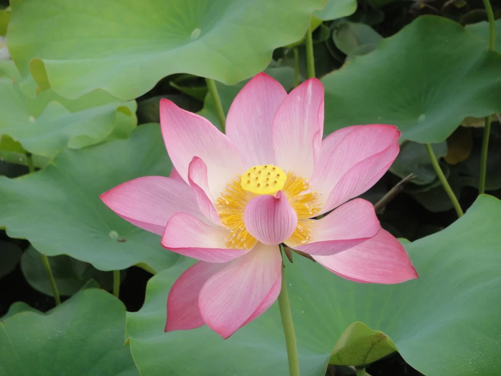Pink Lotus Flower Green gray Leaf