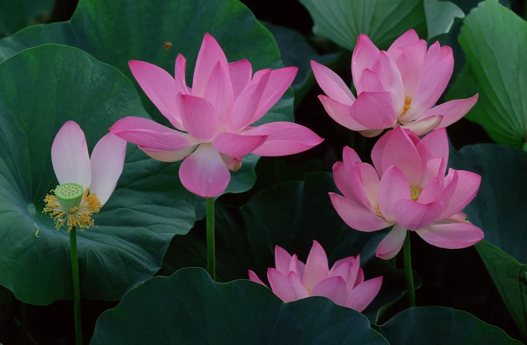Pink Lotus Flower Green gray Leaf