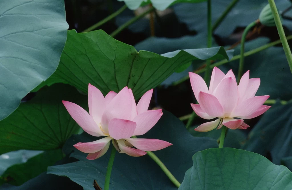 Pink Lotus Flower Green gray Leaf