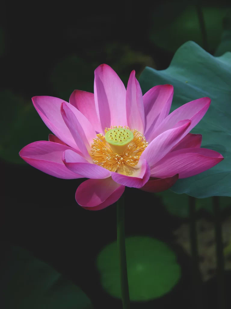 Pink Lotus Flower Green gray Leaf