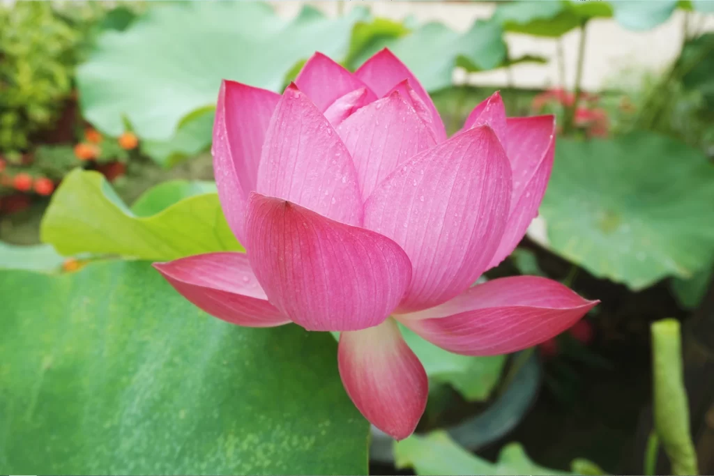 Pink Lotus Flower Green gray Leaf