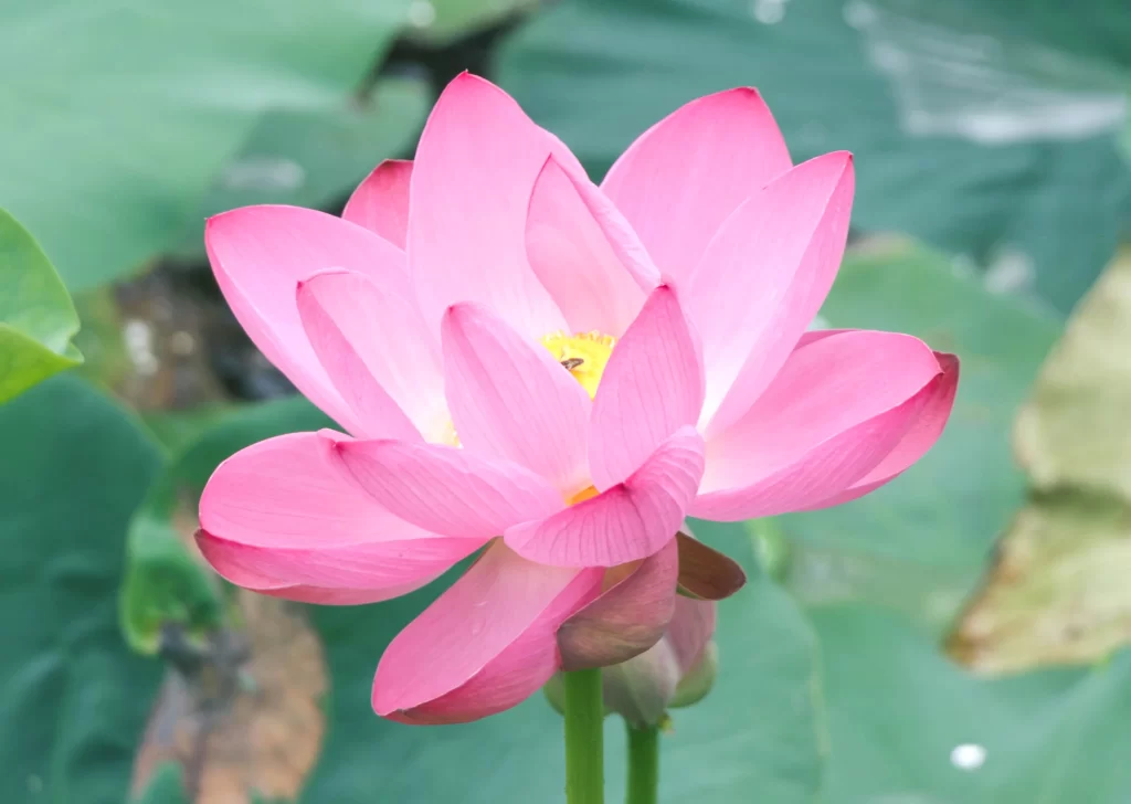 Pink Lotus Flower Green gray Leaf
