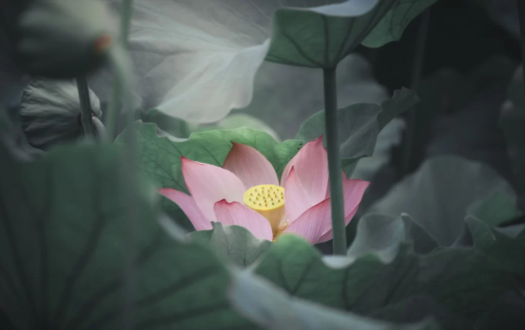 Pink Lotus Flower Green gray Leaf